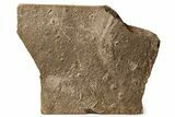 Cruziana (Fossil Trilobite Trackway) - Morocco #274957-1